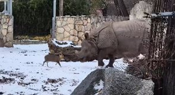 Wroclaw Zoo: Muntjac Challenges Rhino in an Unusual Duel
