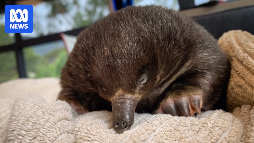 Wildlife carers warn people to watch out for puggle burrows this summer