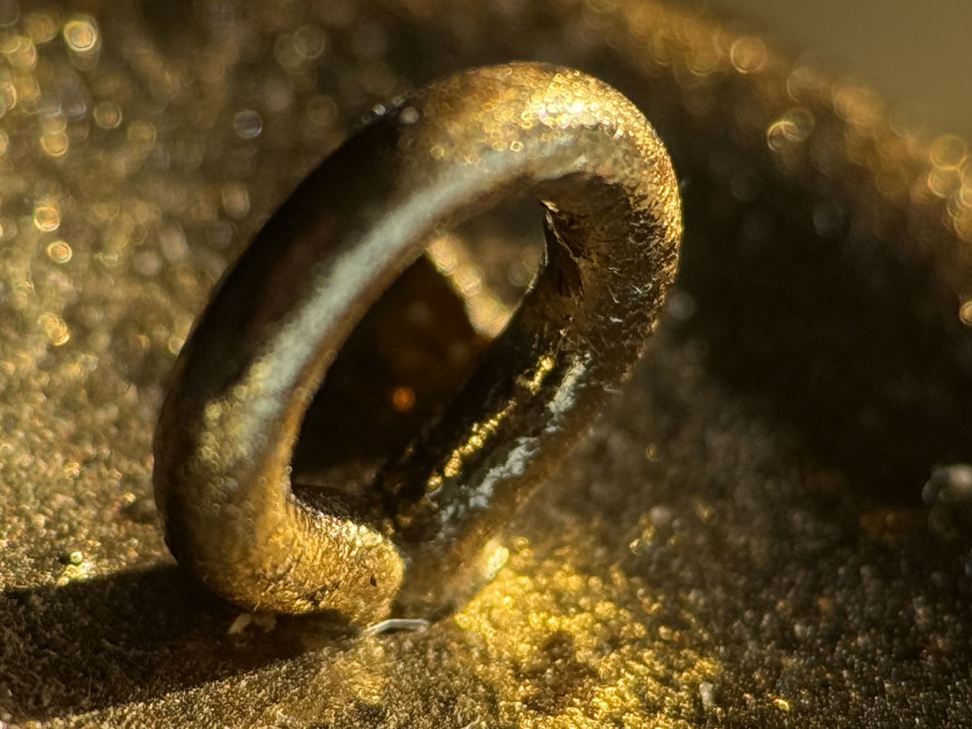 Shiftcam 240mm Super Zoom Tele macro sample.