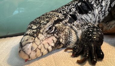 Rhode Island man finds large lizard buried in snow after storm
