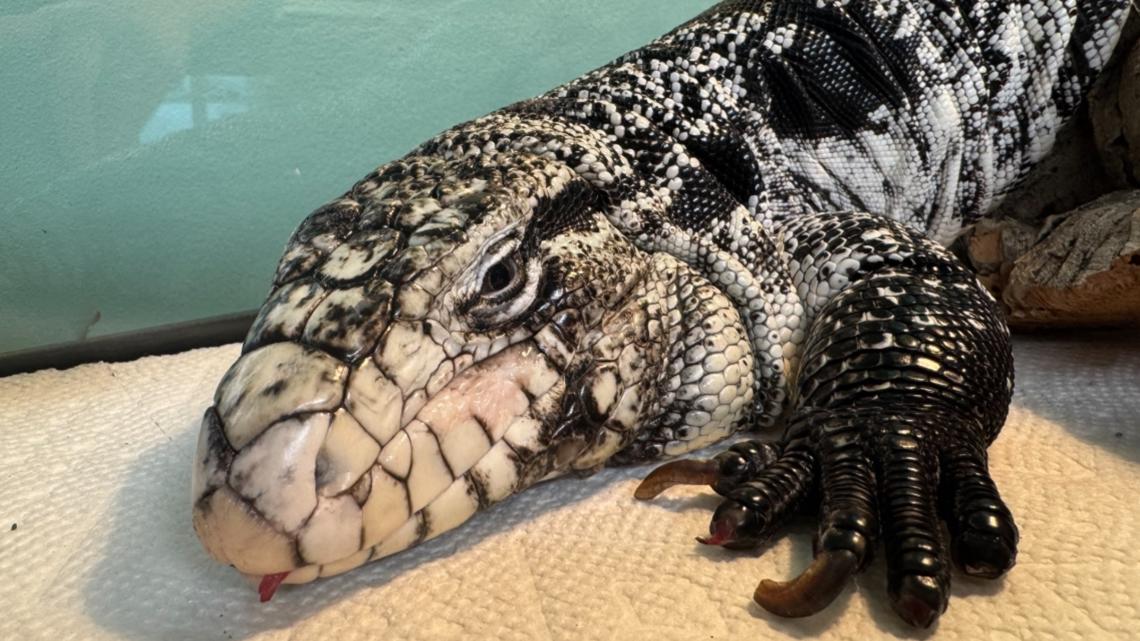 Rhode Island man finds large lizard buried in snow after storm