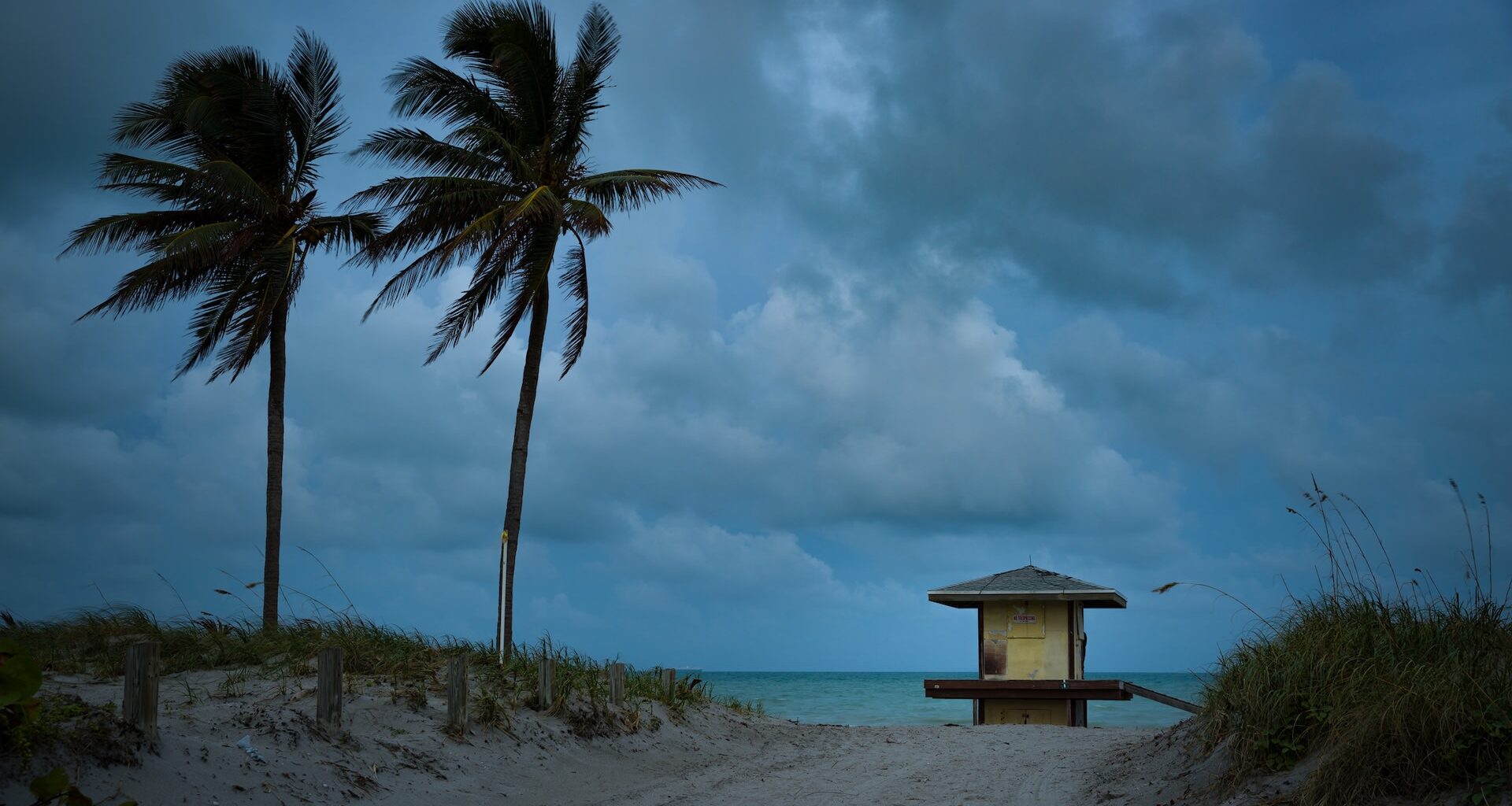 Rising seas and saltier soils are putting Florida's cabbage palm at great risk — even plants long considered resilient may struggle to survive.