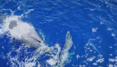 Niue earning millions from ocean sponsorship scheme