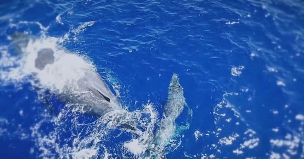 Niue earning millions from ocean sponsorship scheme