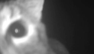 Cats pose threat to native wildlife in Queenstown wetland