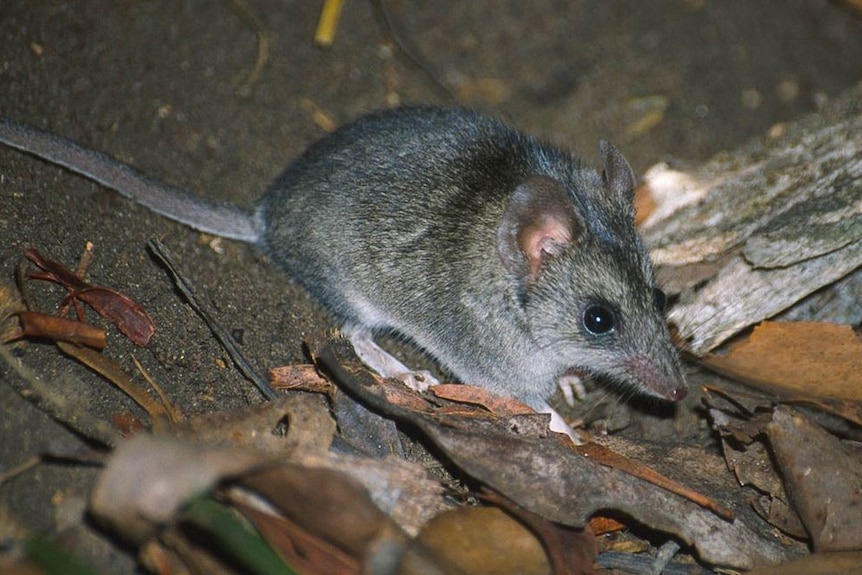 A small, mouse-like animal crouching in some dirt.