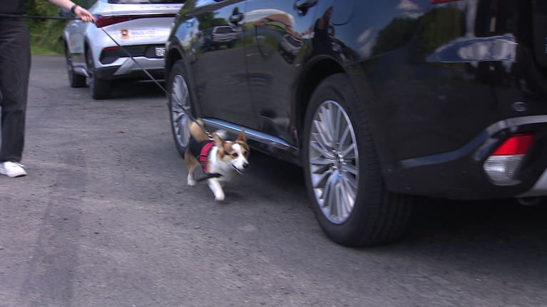 Lily, one of the dogs being trained to detect the presence of Gold Clams.