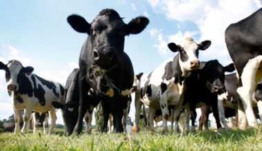 China’s beef import restrictions unlikely to impact New Zealand beef exporters