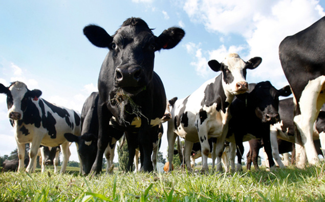 China’s beef import restrictions unlikely to impact New Zealand beef exporters