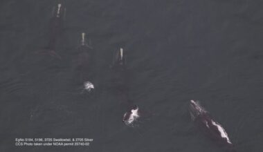 Scientists Hail Record Number of Sightings in January as Auspicious for Endangered Right Whales