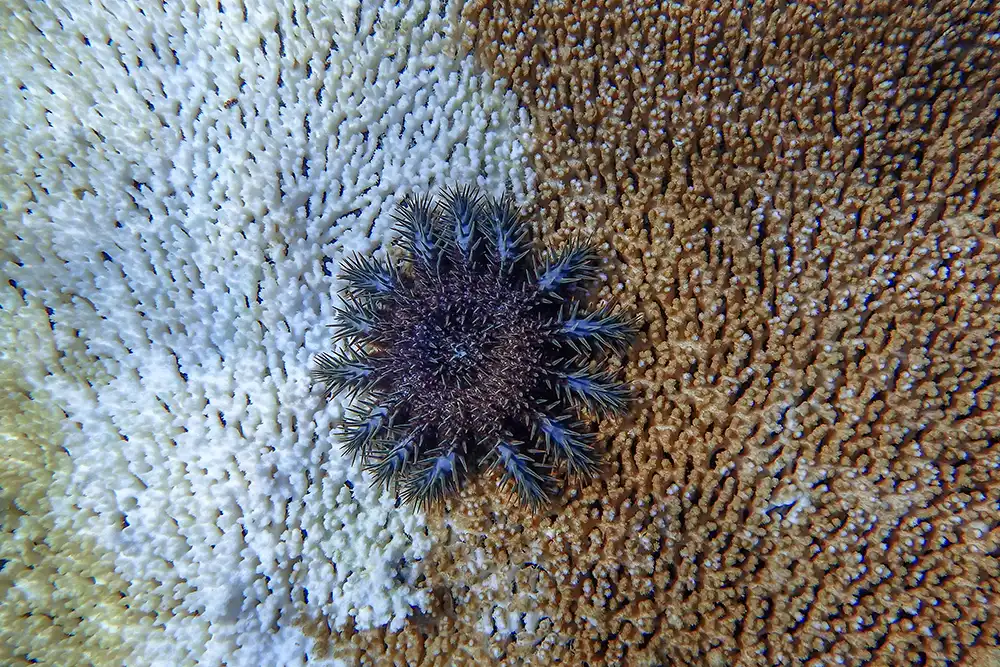 Crown-of-thorns outbreak developing in northern Great Barrier Reef