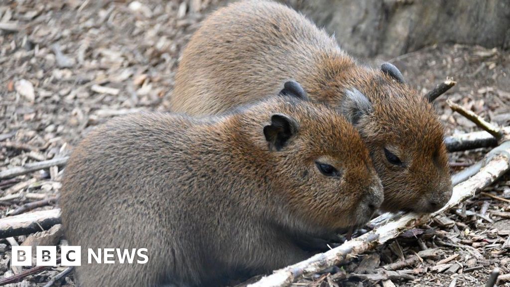 Wingham Wildlife Park baby capybaras are 'stealing hearts'
