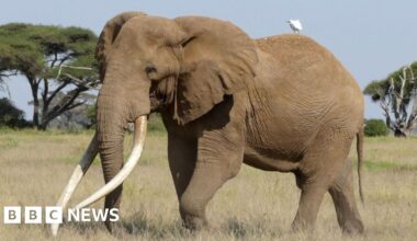 Craig the beer-ambassador elephant dies aged 54