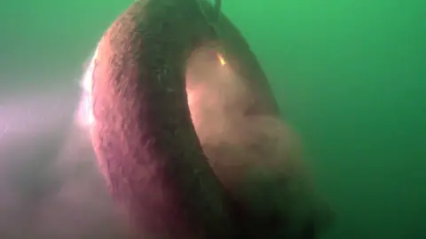 The Ships Project A tyre being pulled up from the seabed in murky water in Plymouth Sound.