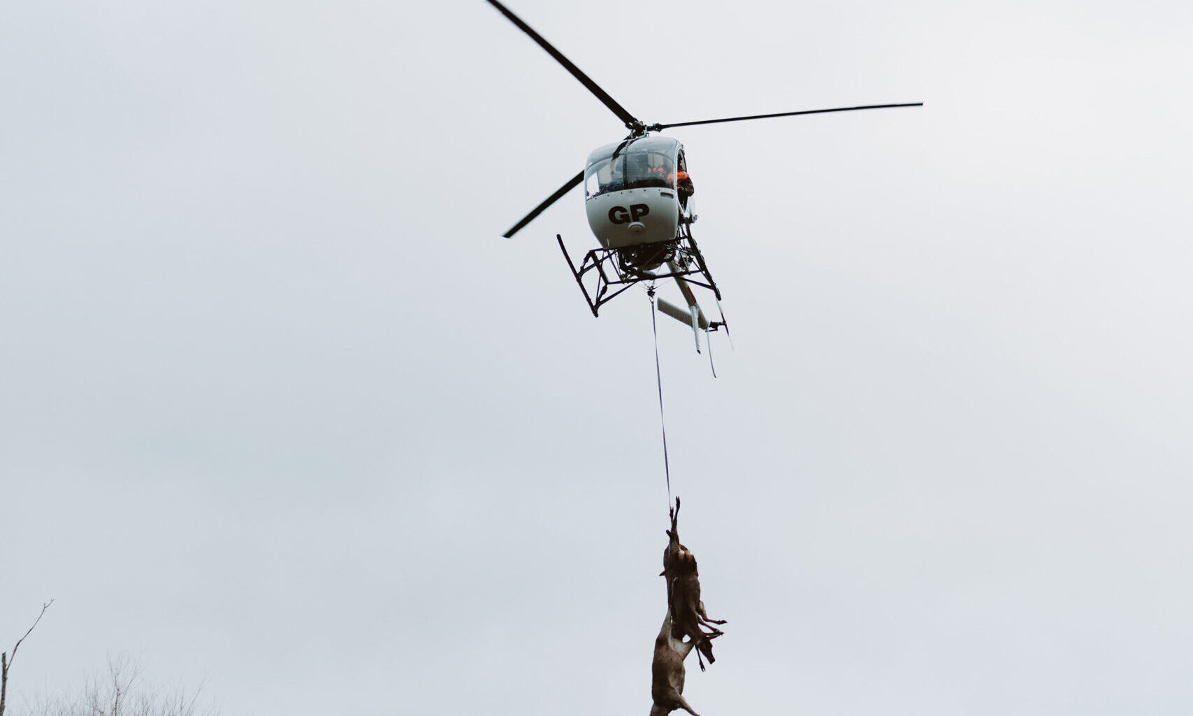 Landowners in crosshairs over feral deer