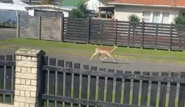 Solutions limited for roaming wild deer in Whanganui suburb, councils and DoC say