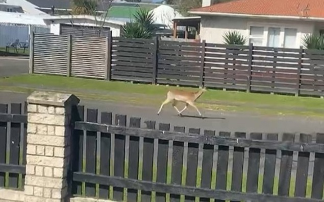Solutions limited for roaming wild deer in Whanganui suburb, councils and DoC say
