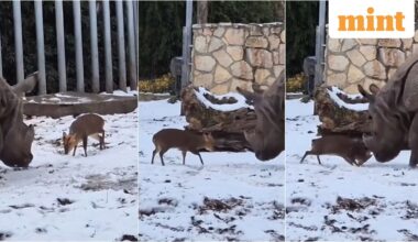 A tiny deer's video of play fighting with a rhino went viral.