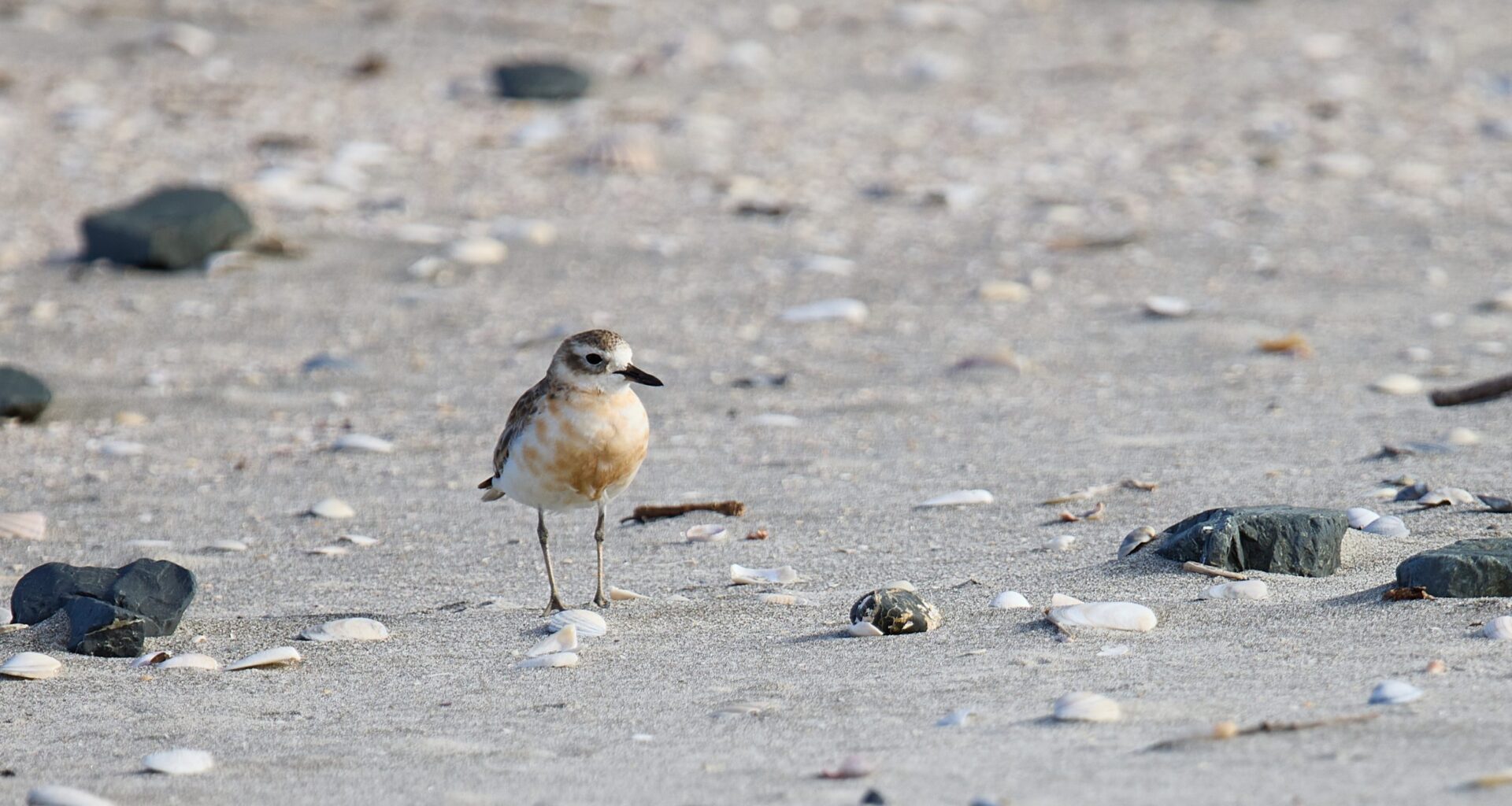 Want to be on the right side of biodiversity this summer? It's your choice