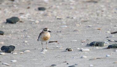 Want to be on the right side of biodiversity this summer? It's your choice