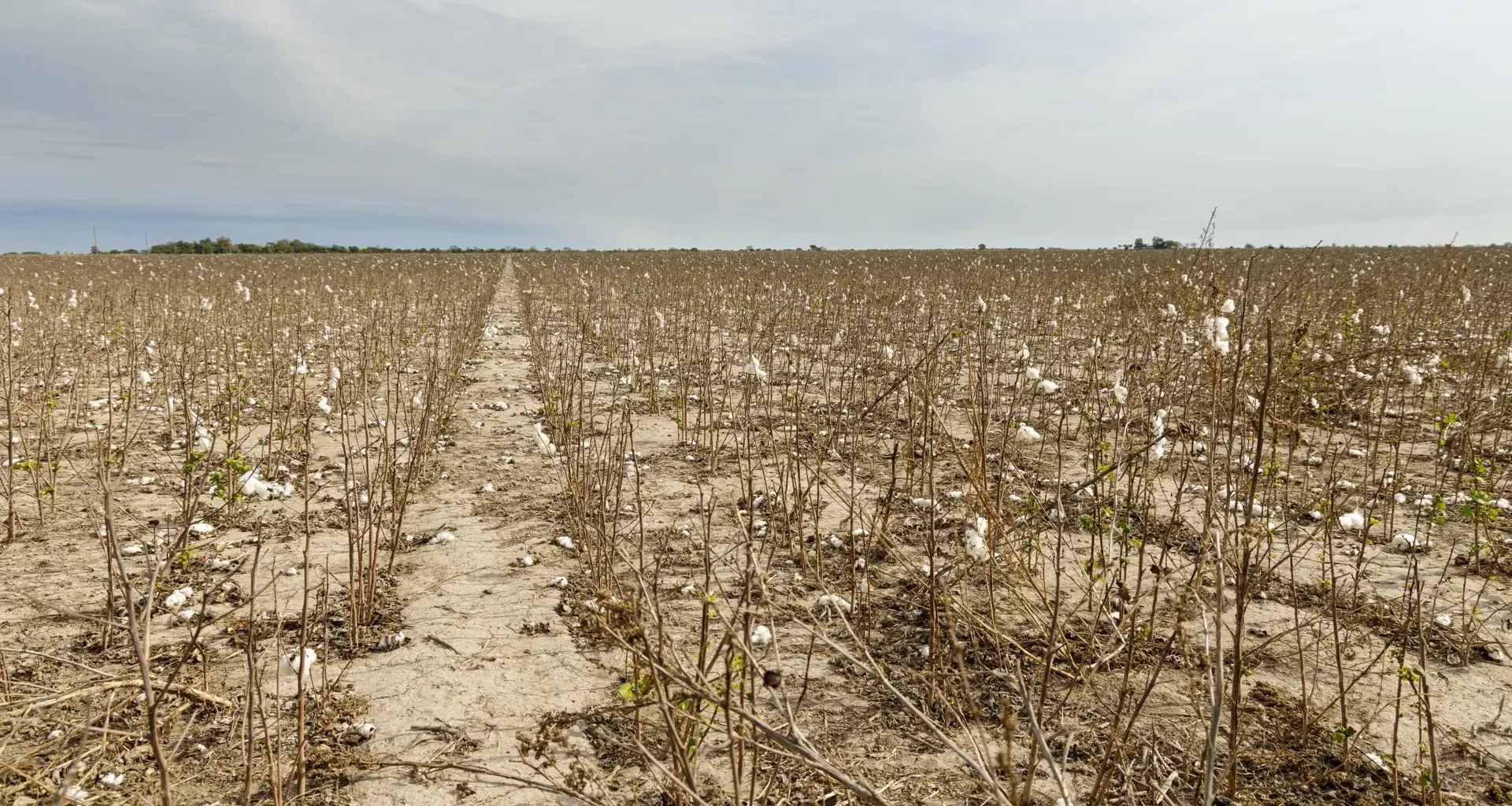 A devastating cotton virus lurked undetected in U.S. fields for nearly 20 years