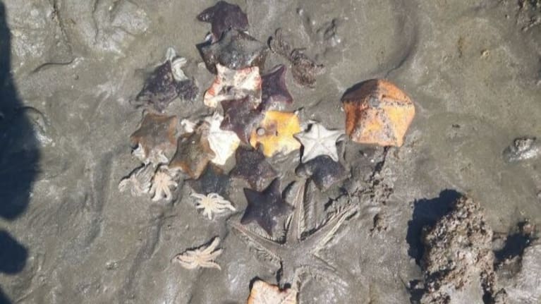  East coast bays residents say what used to be thriving eco-system were now now empty rock pools.