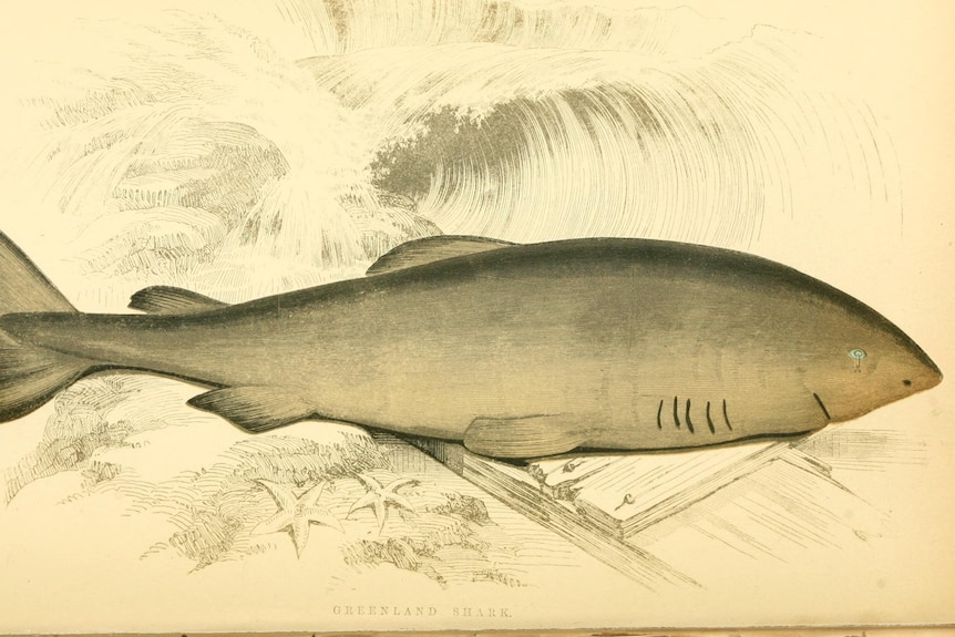 An old scientific illustration of a green coloured shark with a milky eye and cartoonish mouth on yellowed paper.