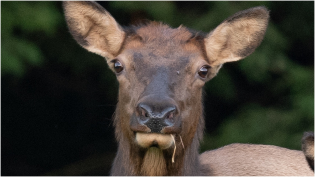 Tourist Humiliated By Elk In Viral Video: WATCH