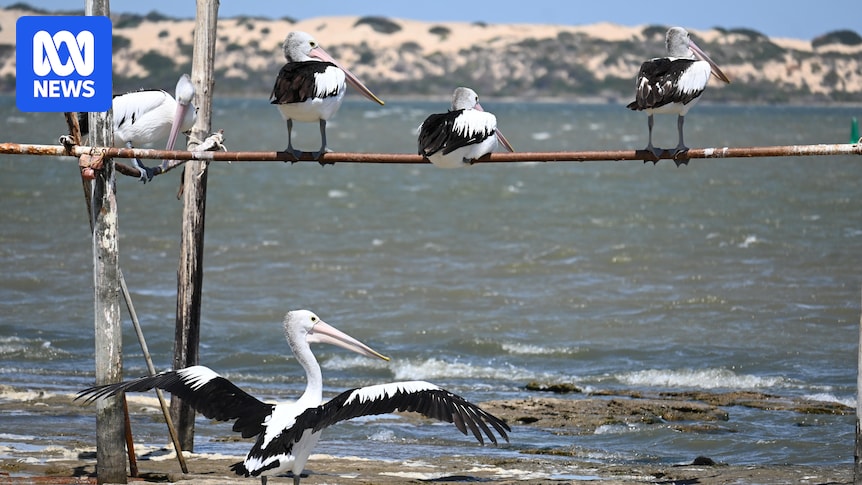 River Murray, Coorong, Lake Alexandrina listed as critically endangered