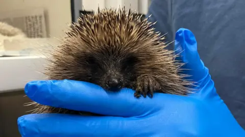A hedgehog is seen peering over a blue-gloved hand. The animal's nose, claw and black eyes are visible together with the black and white spines.