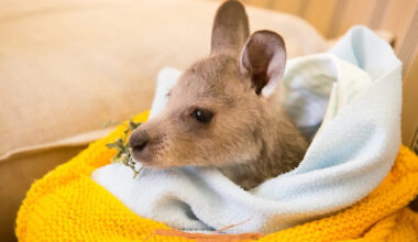 Precious Kangaroo Joey’s Day at the Office With Dad Is Giving People So Many Feels