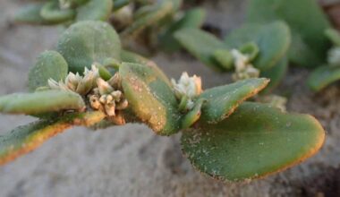 Scientists Tested a Brazilian Arthritis Folk Medicine and The Results Surprised Them in a Good Way