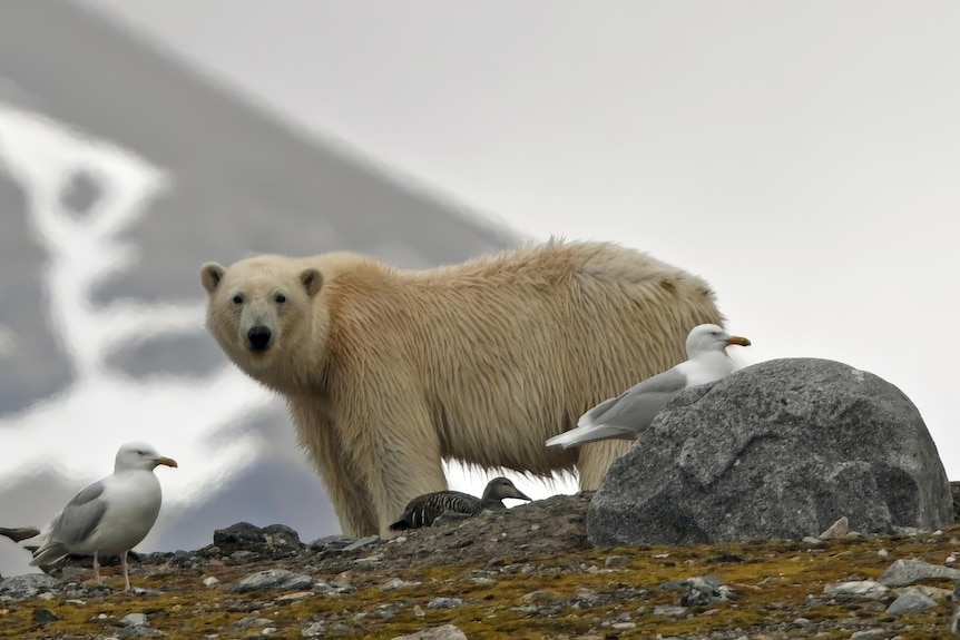 A polar bear with seagulls and a snowy outcrop in the background.