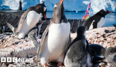 Antarctic researcher from Norfolk counts penguins at Christmas