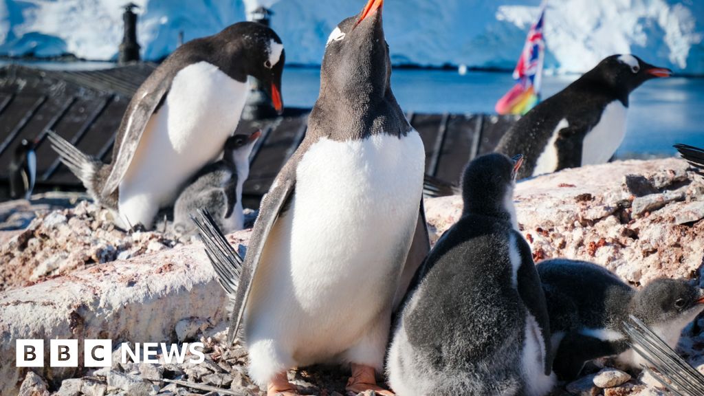 Antarctic researcher from Norfolk counts penguins at Christmas