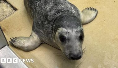 Why a RSPCA Sussex rescue centre is taking in more and more wild seals
