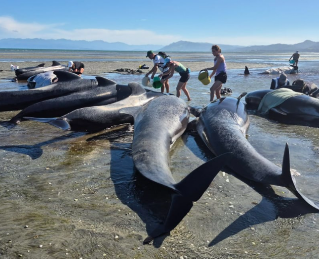 Volunteers working at Farewell Spit to try and keep the whales cool before they refloated on the...