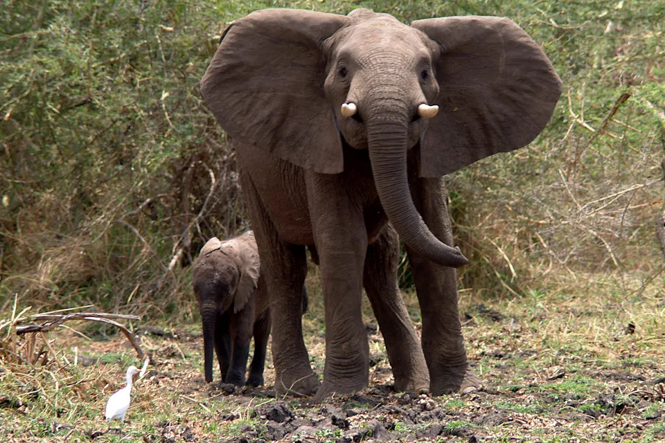 An adult elephant spreads ears wide as a baby elephant stands behind her. They're in the African savannah and it's muddy and green. A small white bird is on the right. 