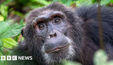 East Yorkshire residents told to license monkeys in private ownership