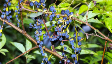 Some plants make fake berries to trick birds into helping them