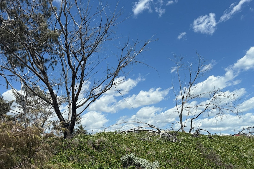 Trees in sand dunes