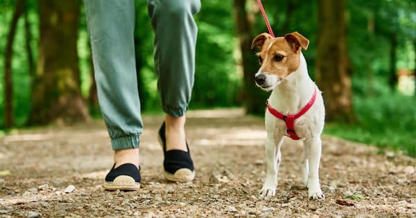 The biggest headaches at Auckland's regional parks