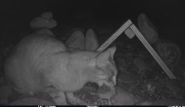 Feral cats in the crosshairs of burgeoning new technology