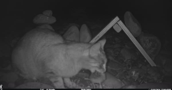 Feral cats in the crosshairs of burgeoning new technology
