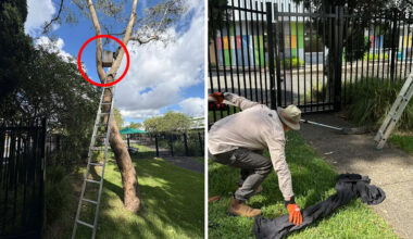 Teachers call for help after ‘formidable’ predator creates havoc at Aussie school