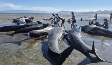 Fifty-three pilot whales stranded on Farewell Spit