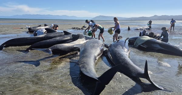 Fifty-three pilot whales stranded on Farewell Spit
