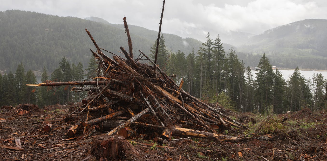 Biomass could play a key role in Canada’s transition to a carbon-neutral economy