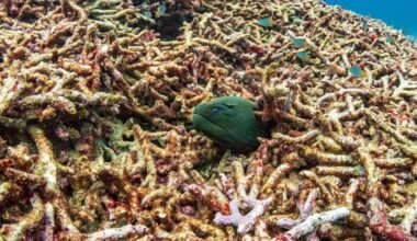 Will 2026 be the year when coral reefs pass their tipping point?