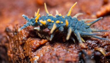 little-known fantastic beasts that live everywhere on Earth